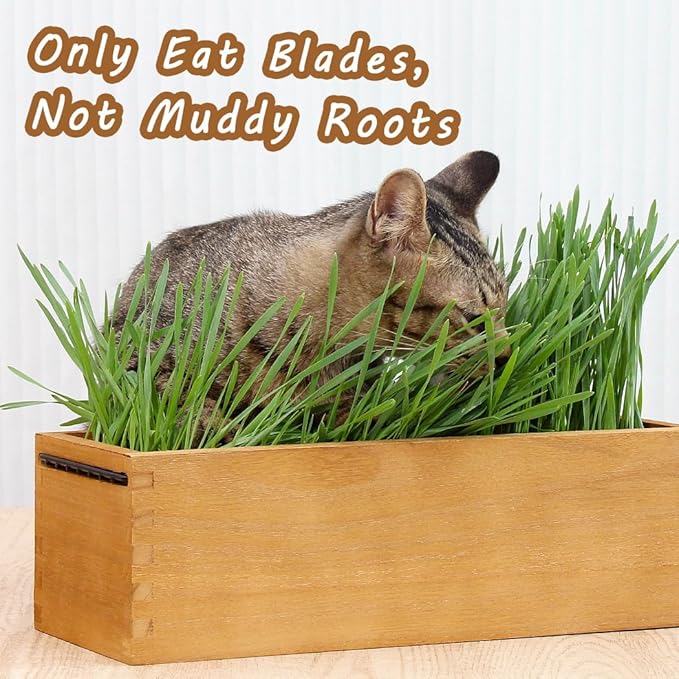 Wooden Cat Grass Planter (no Seeds Included) with Potting Soil Disks, Anti-Digging Grid and Removable Plastic Liner, Wheat Grass Growing Pot, Cat Grass Kit for Indoor Cats Pets (Aged Yellow)
