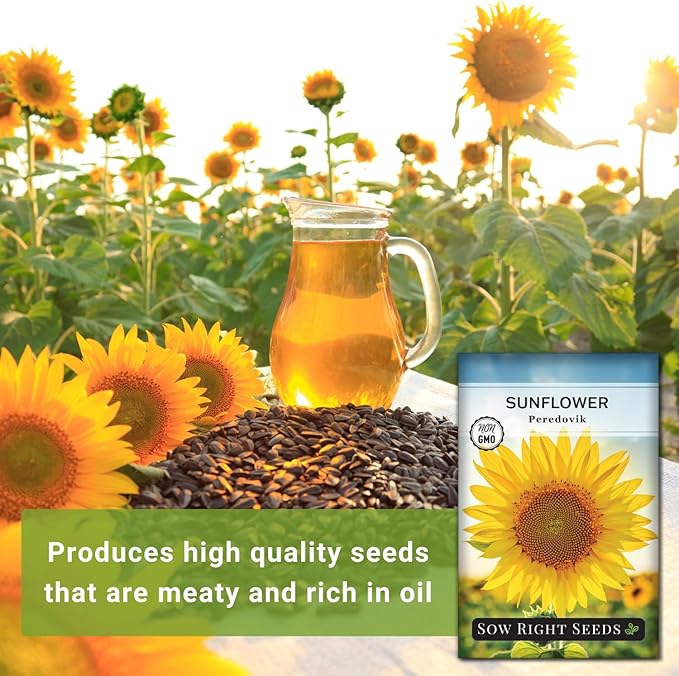 Sow Right Seeds - Peredovik Sunflower Seeds for Planting - Non-GMO Heirloom Packet with Instructions for Growing - Russian Black Sun Flower - Great for Wildlife and Sunflower Oil - Annual Blooms (1)