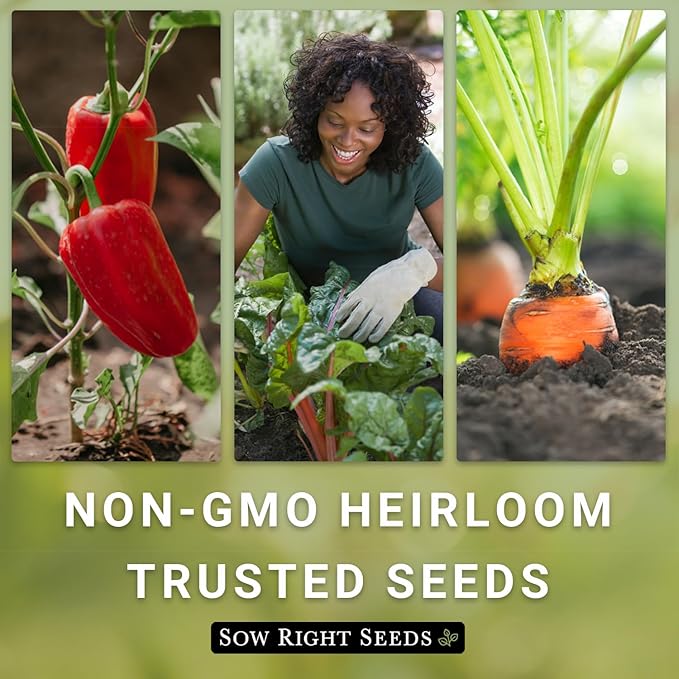 Sow Right Seeds - Grey Zucchini Seed for Planting - Non-GMO Heirloom Packet with Instructions to Plant a Home Vegetable Garden - Vigorous Summer Squash - Mexican Zucchini Good for Large Containers (2)