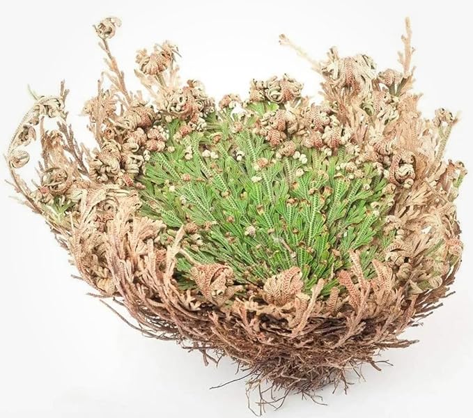 Rose of Jericho - Resurrection Plant/Flower - Selaginella Lepidophylla - Pack of 1 (One) Dried Rose