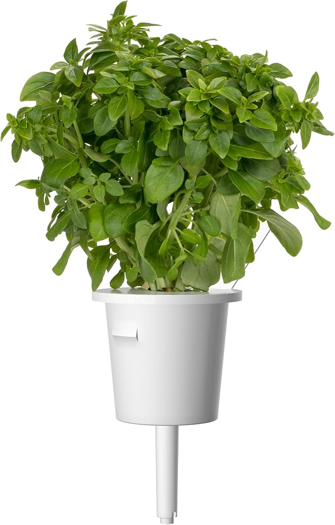 Click and Grow Smart Garden Dwarf Basil Plant Pods, 3-Pack