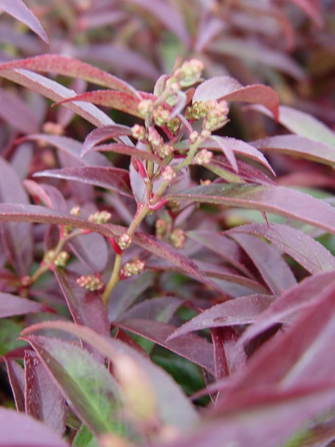 Leucothoe axillaris (Coast Leucothoe) Evergreen, #2 - Size Container