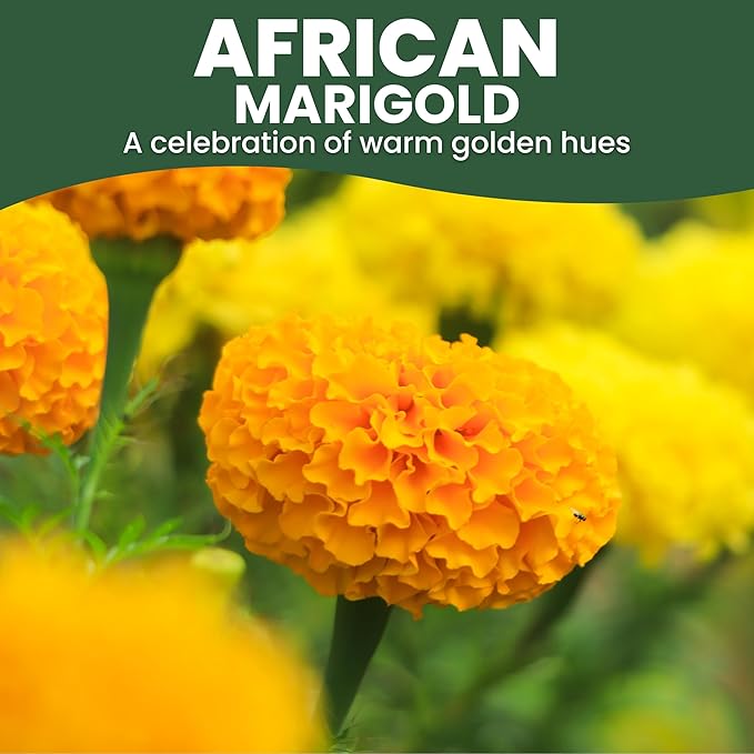 African Marigold Crackerjack - Large 2,500mg Envelope - 500 Flower Seeds for Planting - Tagetes erecta