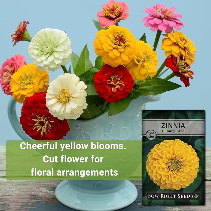 Sow Right Seeds - Canary Bird Zinnia Seeds for Planting - Non-GMO Heirloom Packet to Plant and Grow - Large Yellow Annual Blooms - Giant Cut & Come Back Flowers - Attract Bees and Butterflies (1)