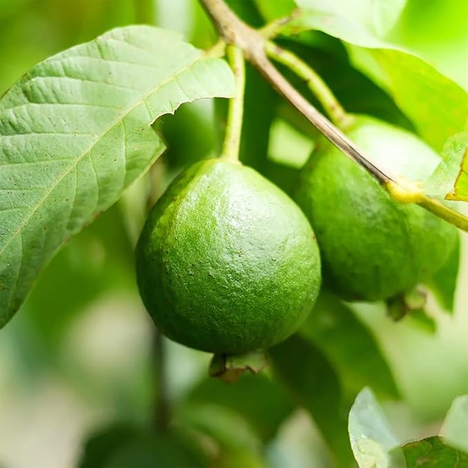 YEGAOL Garden 50Pcs Guava Seeds Red Psidium Guajava Seeds Perennial Sweet Fragrant Tropical Fruit Seeds Non-GMO Backyard Plant