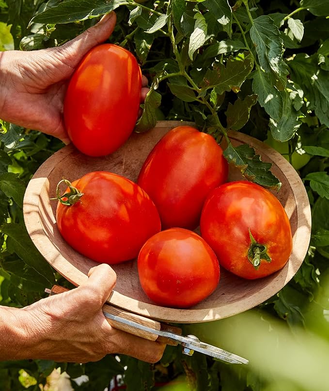 Burpee Exclusive 'SuperSauce' Hybrid, 25 Non-GMO Large Red Sauce & Paste Tomato Variety, Vegetable Seeds for Planting Home Garden