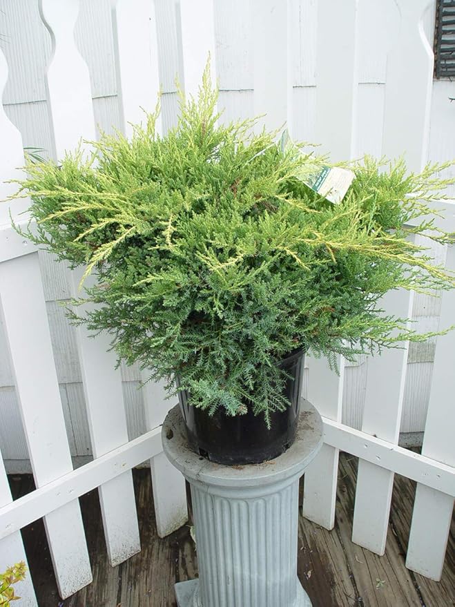 Green Promise Farms JNCGST03 JNCGST Evergreen Plant, 3 Size Container, Light Blue/green