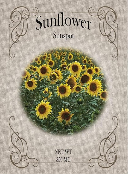 Black Duck Brand Set of Flower Seed Packets! Flower Seeds in Bulk - Great for Creating The Garden of Your Dreams! (50, Sunspot Sunflower)