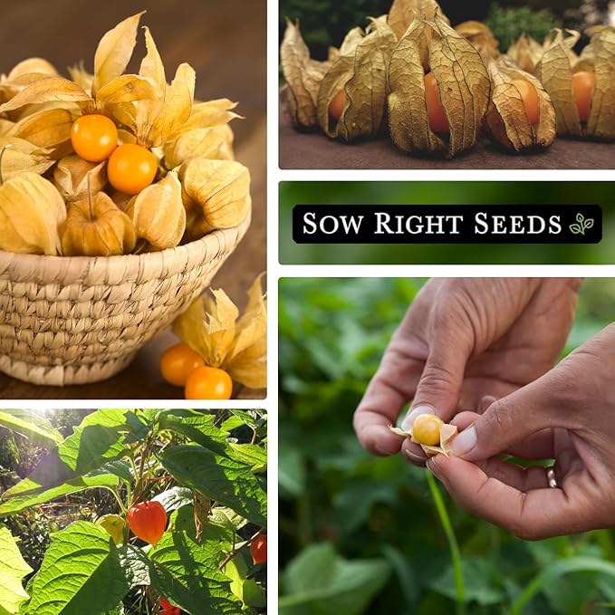 Sow Right Seeds - Ground Cherries Seeds for Planting - Non-GMO Heirloom Packet with Instructions to Plant an Outdoor Home Vegetable Garden - Mexican Husk Tomato - Endangered Variety (4)