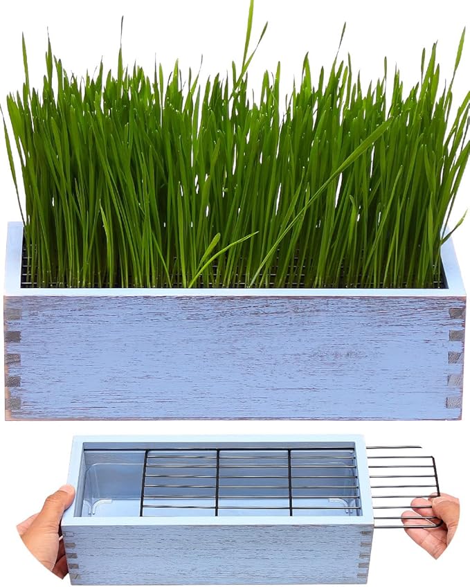 Wooden Cat Grass Planter (no Seeds Included) with Potting Soil Disks, Anti-Digging Grid and Removable Plastic Liner, Wheat Grass Growing Pot, Cat Grass Kit for Indoor Cats Pets (Amber Blue)