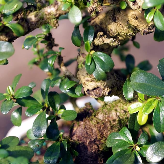 Brussel's Bonsai CT0116FT, Fukien Tea Indoor Bonsai Tree, SMALL
