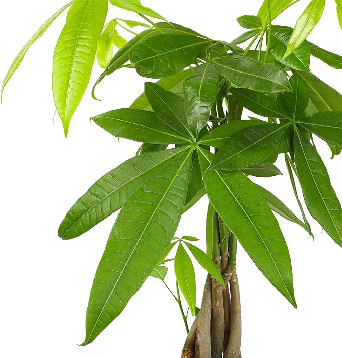 Altman Plants, Chinese Money Plant Decor, Money Tree Plant Indoor House Plants, Bonsai Tree Feng Shui Decor, House Plants Indoors Live Plants Indoor Plants Live Houseplants Live Indoor Live Plants