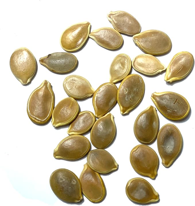 Seed Needs, Blue Jarrahdale Pumpkin Seeds - 20 Heirloom Seeds for Planting Cucurbita maxima - Non-GMO & Untreated - Tasty Decorative Pumpkin for Halloween & Fall (5 Packs)