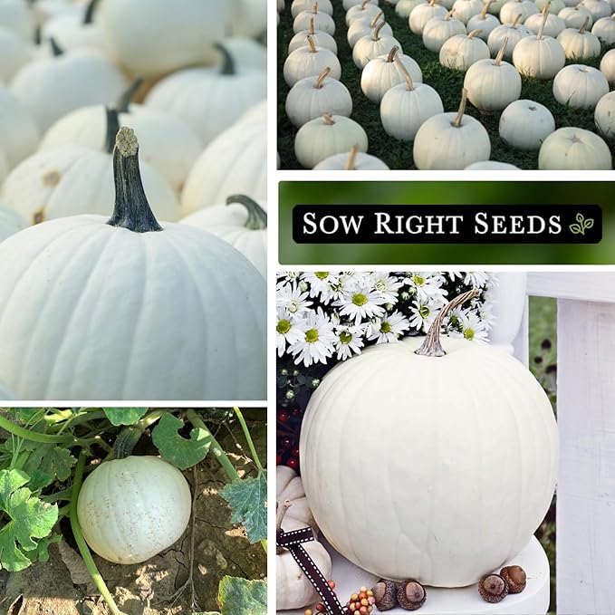 Sow Right Seeds - Casper Pumpkin Seed for Planting - Non-GMO Heirloom Packet with Instructions to Plant a Home Vegetable Garden - Striking White Variety - Autumn Decor or Unique Jack o Lanterns (2)