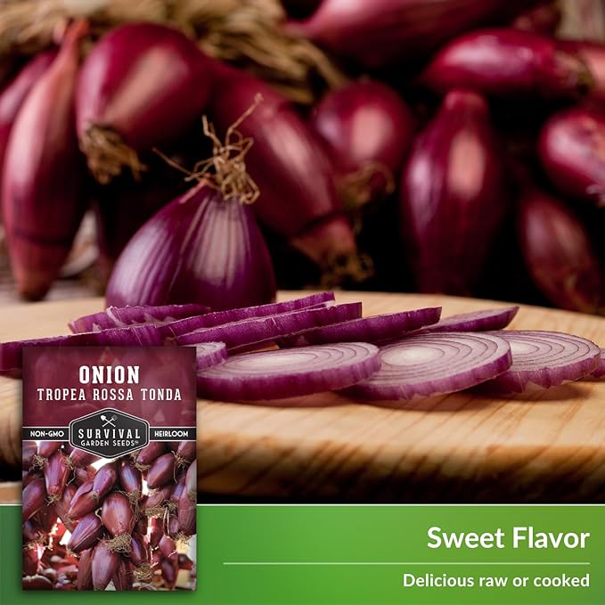 Tropea Rossa Tonda Onion Seeds for Planting - 1 Packet with Instructions to Plant and Grow Italian Long Day Onions in Your Home Vegetable Garden - Non-GMO Heirloom Variety - Survival Garden Seeds