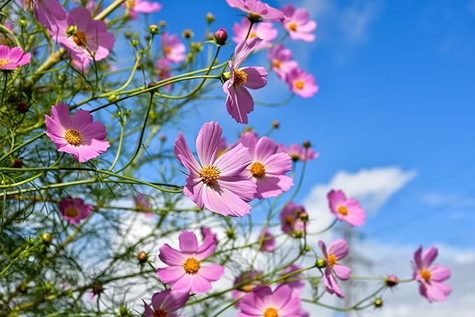 Set of 500 Assorted Flower Seed Packets! Flower Seeds in Bulk - 20+ Varieties Available! (500)