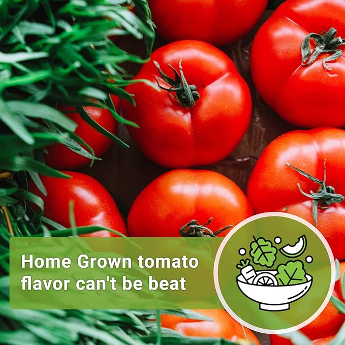 Sow Right Seeds - Beefsteak Tomato Seeds for Planting - Non-GMO Heirloom Packet with Instructions to Plant a Home Vegetable Garden - Indeterminate, Super Large and Bright Red Fruits (3)