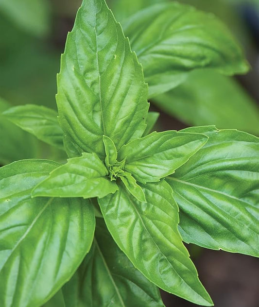 Burpee Sweet 500 Non-GMO Seeds for Planting | Grow Fresh Herb in Home Garden | Classic Basil Variety for Italian Cooking