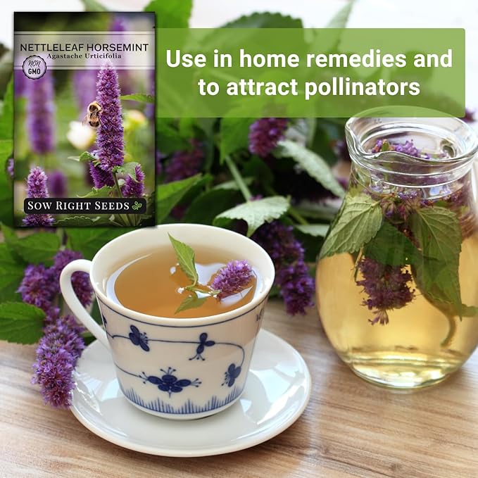 Sow Right Seeds - Nettleleaf Horsemint Seed for Planting - Medicinal Herb Giant Hyssop - Non-GMO Heirloom - Instructions to Plant and Grow an Herbal Tea Garden Indoors or Outdoors