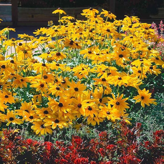 Outsidepride Indian Summer Gloriosa Daisy Seeds – 400 Pcs Perennial Rapid Growing, Heat & Drought Tolerant Rudbeckia Hirta Daisy Flower Seeds for Vibrant Meadows & Garden Borders (AAS Winner)