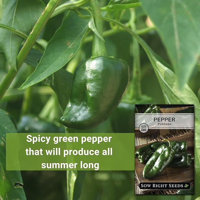 Sow Right Seeds - Poblano Pepper Seeds for Planting - Non-GMO Heirloom Packet with Instructions to Plant a Home Vegetable Garden - Hot Ancho Chile Variety to Grow, Spicy and Abundant (4)