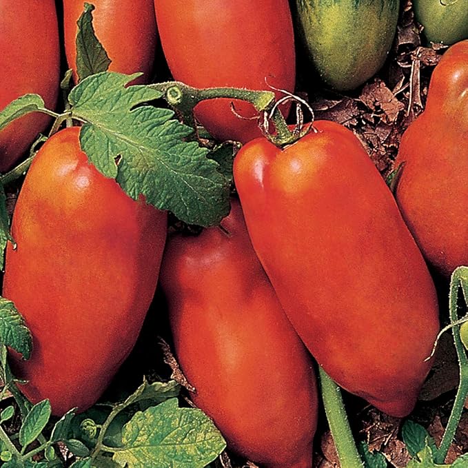 Burpee 'Polish Linguisa', Large Red Sauce & Paste Tomato, 30 Non-GMO Seeds