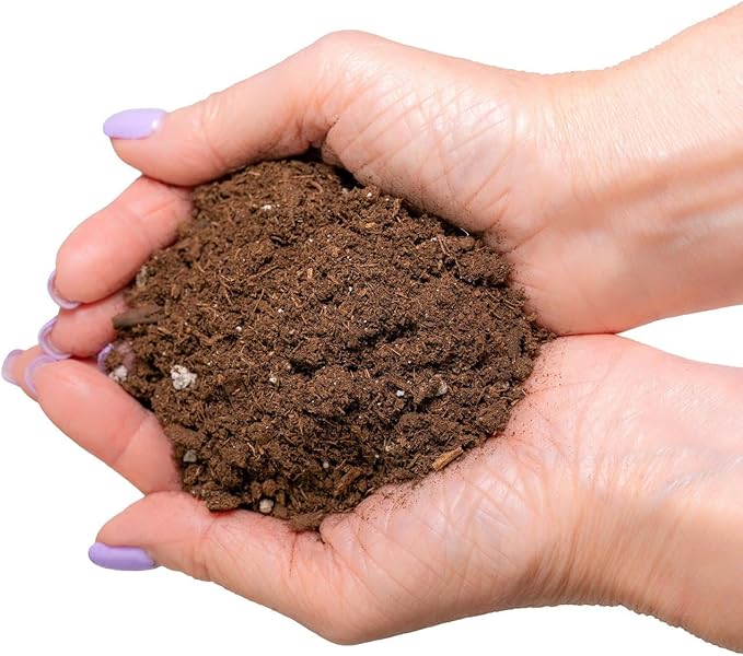 Money Tree Potting Soil, Soil Mix for Planting or Repotting Guiana Chestnut, Soil Blended to Properly Grow Money Tree Plants - (4 Quart Bag)
