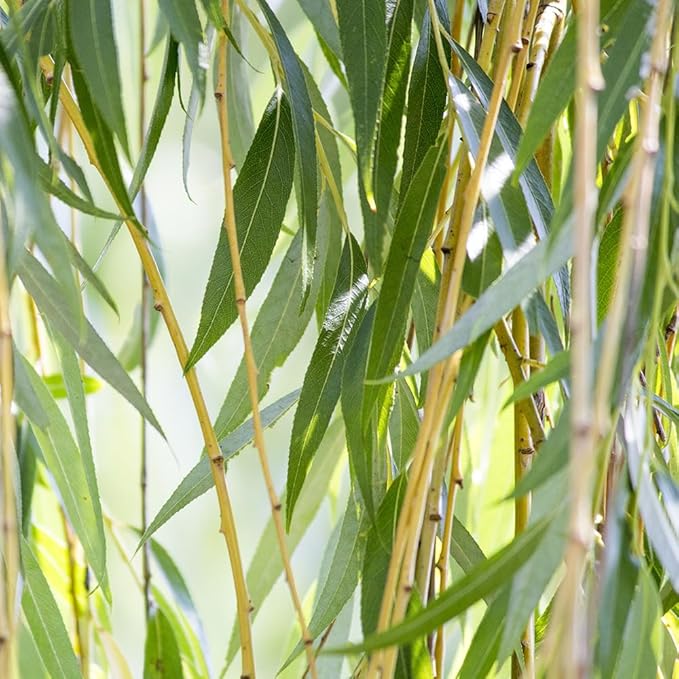 Weeping Willow - Size: 4-5 ft, Live Plant, Includes Special Blend Plant Food & Planting Guide