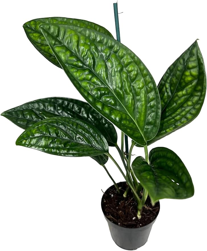 Premium Monstera Karstenianum Planting Mix - Promotes Steady Growth and Lush Foliage for Monstera Peru Plants - 1 Quant