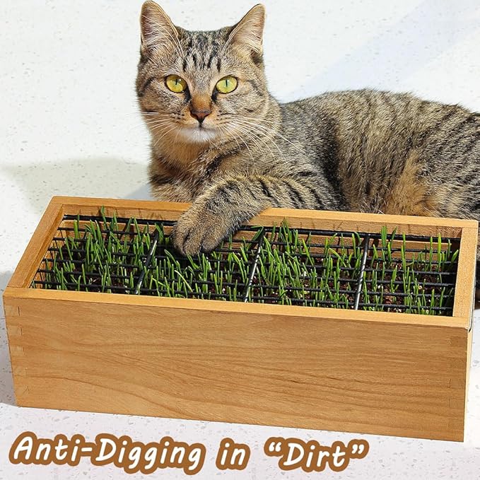 Wooden Cat Grass Planter (no Seeds Included) with Potting Soil Disks, Anti-Digging Grid and Removable Plastic Liner, Wheat Grass Growing Pot, Cat Grass Kit for Indoor Cats Pets (Aged Yellow)