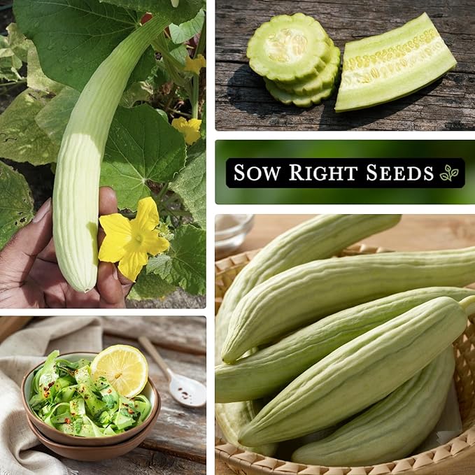 Sow Right Seeds - Armenian Pale Green Cucumber Seeds for Planting - Non-GMO Heirloom Packet with Instructions to Plant and Grow a Home Vegetable Garden - Yard Long Variety for Outdoors (2)