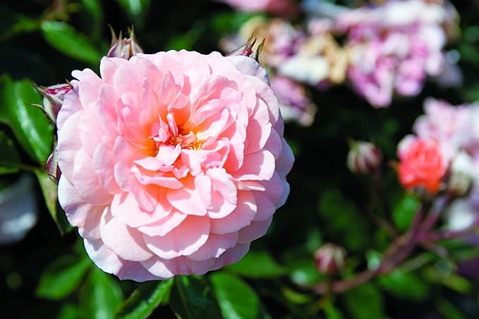 Drift Roses - Rosa Apricot Drift (Rose) Rose, Double Apricot flowers, #2 - Size Container