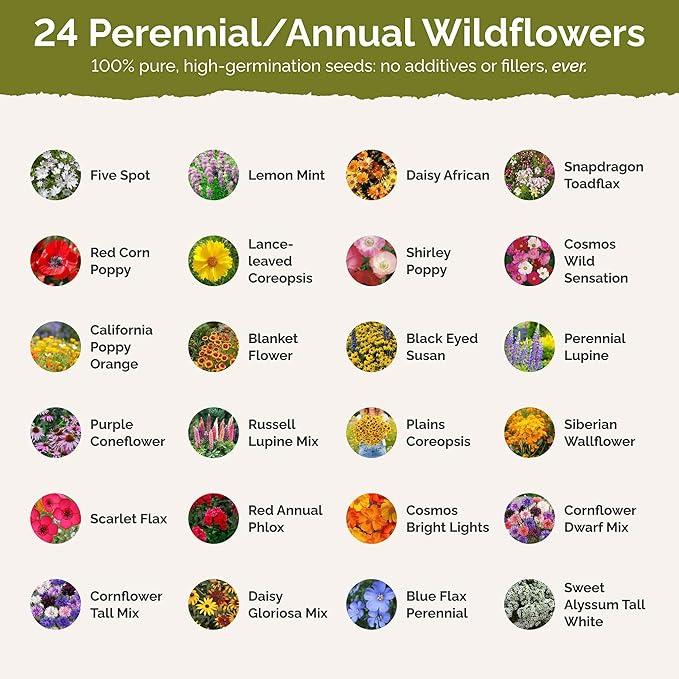 Eden Brothers Southeast Wildflower Mixed Seeds for Planting, 1/4 lb, 120,000+ Seeds with Cornflower, Blanket Flower | Attracts Pollinators, Plant in Spring or Fall, Zones 3, 4, 5, 6, 7, 8, 9, 10