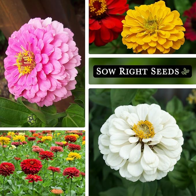 Sow Right Seeds - California Giants Mix Zinnia Seeds for Planting - Non-GMO Heirloom Packet to Grow Your Flower Garden - Attract Bees and Butterflies - Great to Cut and Come Again - Summer Annual (2)
