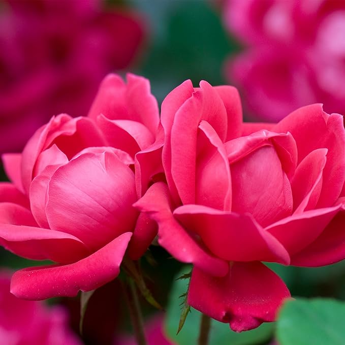 Knockout Double Rose, 2 Gal, Red Blooms