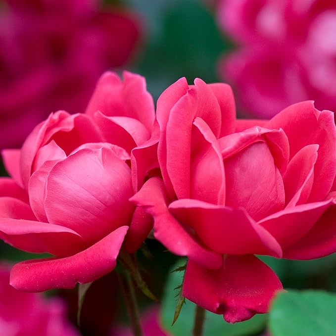3g Knock Out Double Red Tree Rose