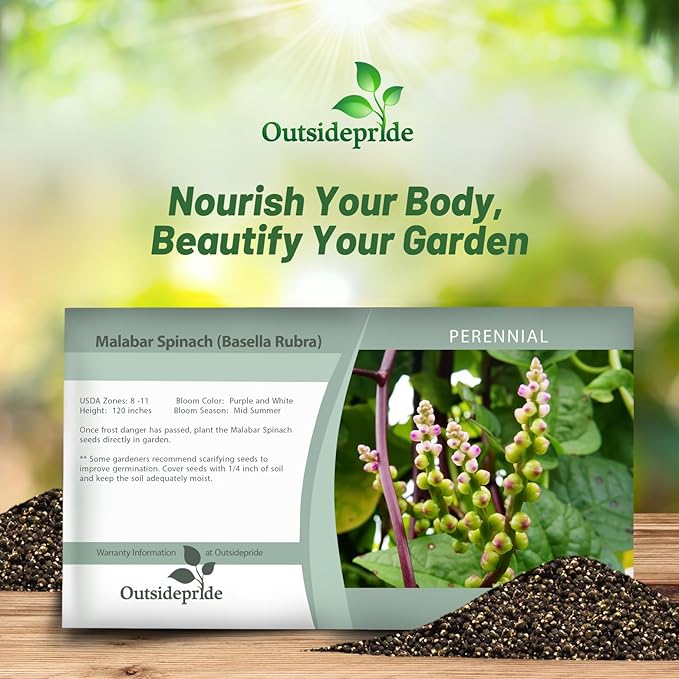 Outsidepride 100 Seeds Perennial Basella Rubra Malabar Spinach Herb Seeds for Planting