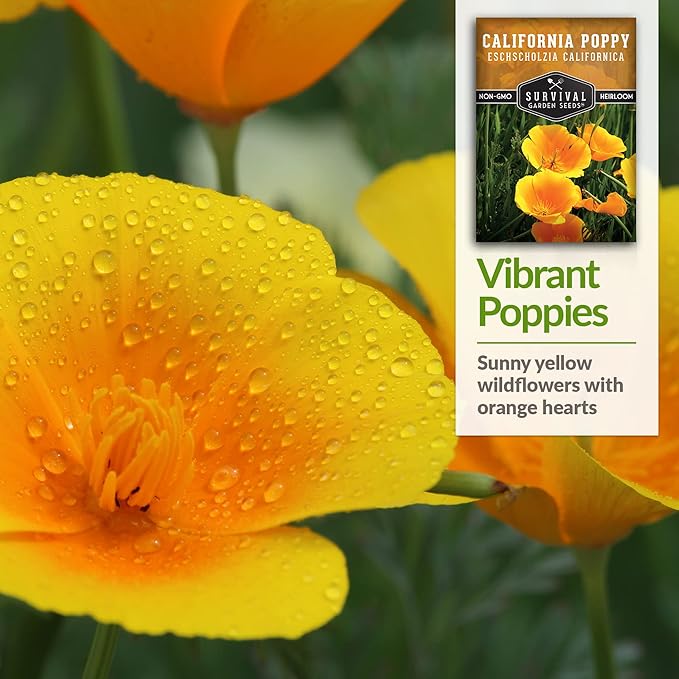 Survival Garden Seeds 3 Packets California Poppy for Planting - Seed Packs with Instructions to Grow Eschscholzia Californica Plants in Your Home Flower Garden - Non-GMO Heirloom Wildflower Variety