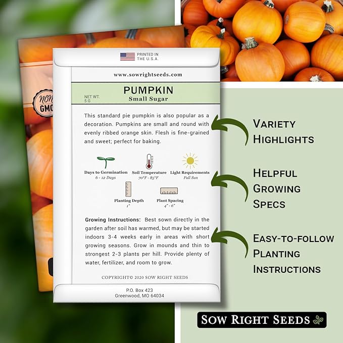 Sow Right Seeds - Small Sugar Pumpkin Seed for Planting - Non-GMO Heirloom Packet with Instructions to Plant a Home Vegetable Garden - Mini Orange Sugar Variety on Long Vines - Fast Growing (2)