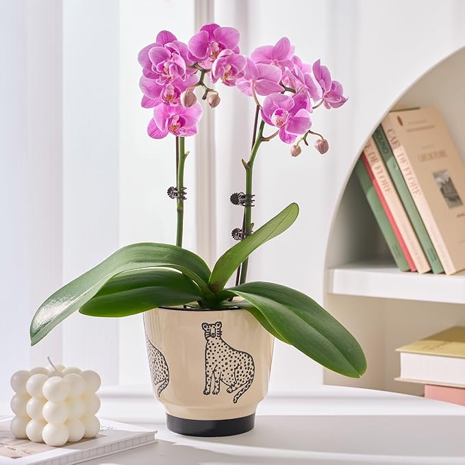 Indoor Ceramic Plant Pots with Drainage Holes 5 Inch Cute Succulent Flower Pots Small Orchid Planter Pots for Indoor Plants Garden Pots, Panther