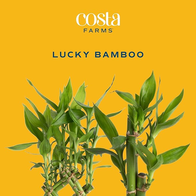 Costa Farms Lucky Bamboo Plant, Easy to Grow Live Houseplant in Indoor Bamboo Pot, Potting Mix, Grower's Choice, Birthday Gift, Home, Office, Plant Shelf Zen Room Decor, 12-Inches Tall