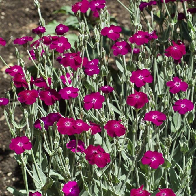 Outsidepride 5000 Seeds Perennial Lychnis Coronaria Rose Campion Flower Seeds for Planting