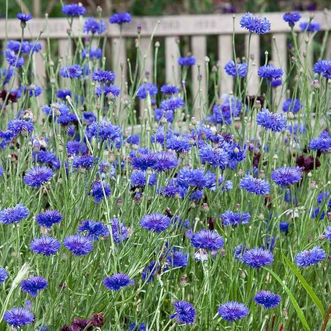 Outsidepride 1000 Seeds Blue Cornflower Bachelor's Button Dwarf Garden Flower Seeds for Planting