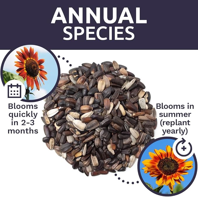 Evening Sun Sunflower Seeds - Bulk 1/4 Pound Bag - Over 5,000 Fresh Open Pollinated Non-GMO Flower Seeds - Helianthus annus - Large Glowing Blooms