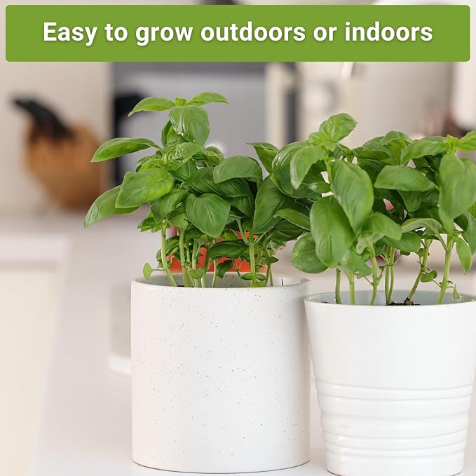 Sow Right Seeds - Basil Seed Collection for Planting - Non-GMO Heirloom Varieties for Indoor & Outdoor Gardens - Genovese, Thai & Opal - Great for Hydroponics Growing - Ideal Gardening Gift