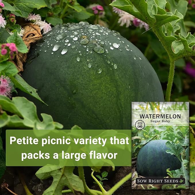 Sow Right Seeds - Sugar Baby Watermelon Seed for Planting - Non-GMO Heirloom Packet with Instructions to Plant a Home Vegetable Garden - Medium Sized with Dark Rind and Super Sweet Flesh (2)