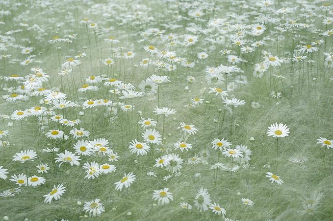 Set of 50 Shasta Daisy Seed Packets! Flower Seeds in Bulk - 50 Individual Packets (50, Shasta Daisy)