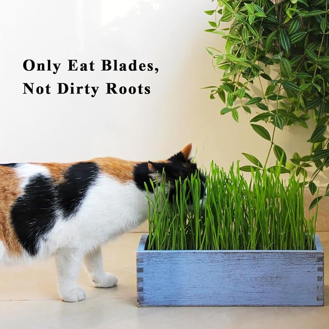Wooden Cat Grass Planter (no Seeds Included) with Potting Soil Disks, Anti-Digging Grid and Removable Plastic Liner, Wheat Grass Growing Pot, Cat Grass Kit for Indoor Cats Pets (Amber Blue)