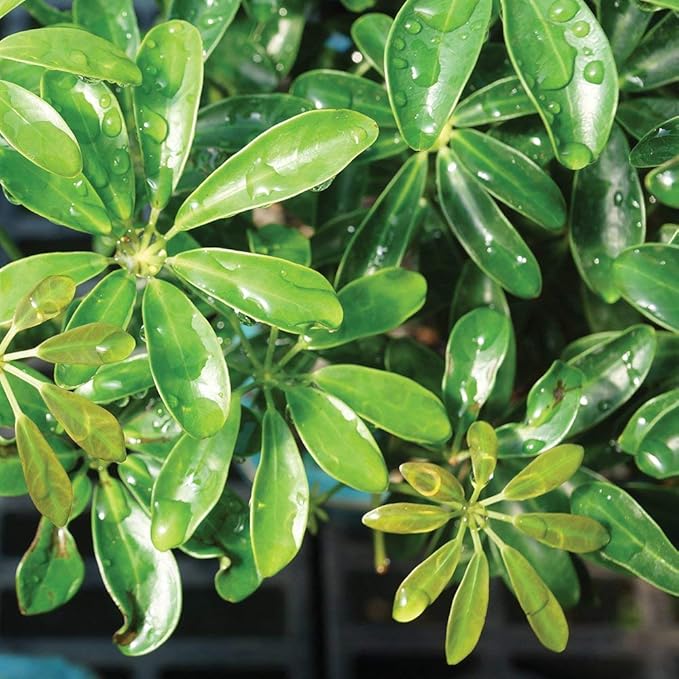 Brussel's Bonsai Live Hawaiian Umbrella Indoor Bonsai Tree - 3 Years Old; 7" to 10" Tall with Decorative Container