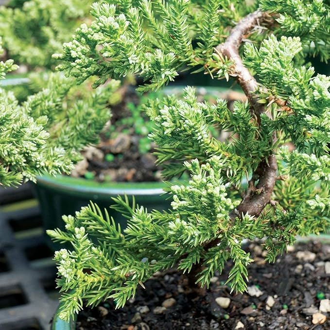 Brussel's Bonsai Live Green Mound Juniper Outdoor Bonsai Tree-3 Years Old 4" to 6" Tall with Decorative Container-Not Sold in California, Blank